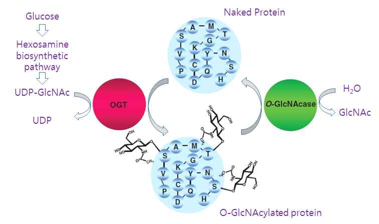 O-GlcNAc 작동 원리