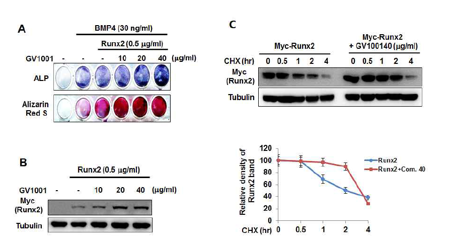 GV1001가 RUNX2의 단백질 안정성에 미치는 영향