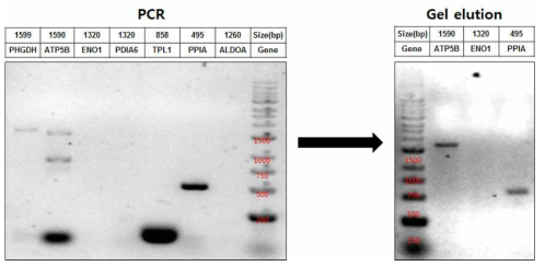 GV1001과 결합하는 유전자 cDNA PCR