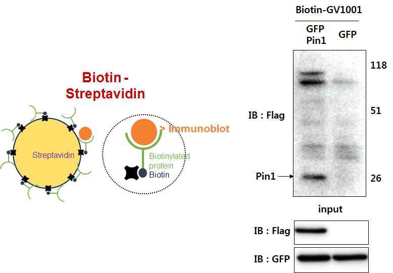 Biotin-GV1001 binding with Pin1