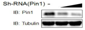 Sh-Pin1 reduce expression of Pin1