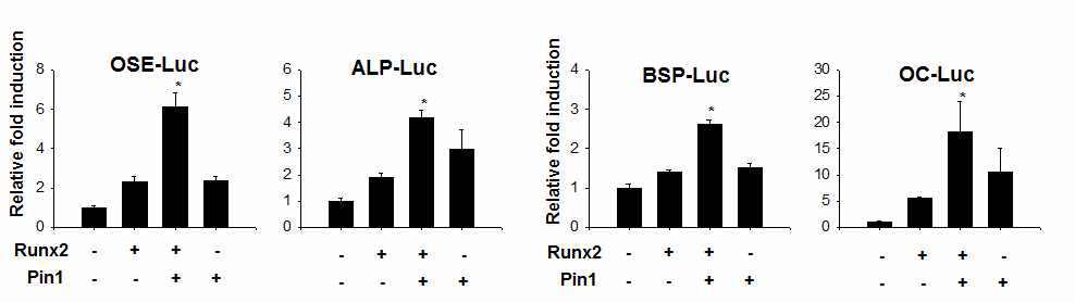 Pin1 enhance the transcriptional activity of RUNX2