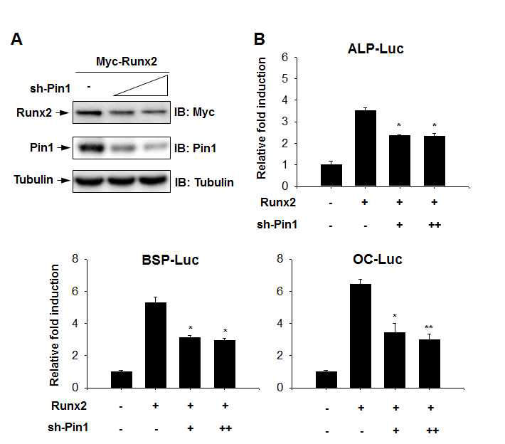 Sh-Pin1 reduce the level and transcriptional activity of RUNX2