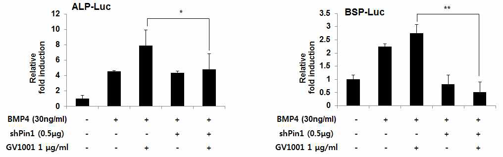 Sh-Pin1 reduce the GV1001 induced osteoblast differentiation