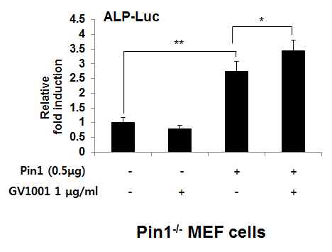 Pin1 restore the activity of GV1001 in Pin1-/- MEF cells