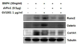 Sh-Pin1 reduce the GV1001 induced level of osteoblast differentiation marker protein