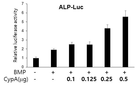 CypA induce ALP promoter in dose dependent manner