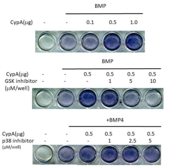 GSK3β and p38 inhibitor inhibit the CypA induced ALP activity