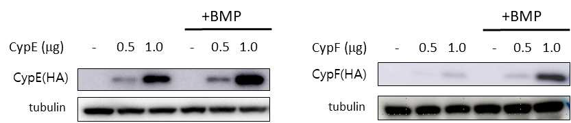 BMP4 increase the protein level of CypE and CypF