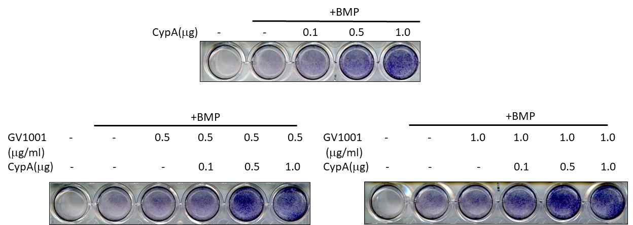 CypA enhance the GV1001 induced ALP activity