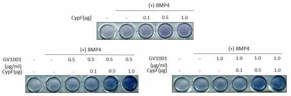 CypF induce ALP activity and enhance the GV1001 induced ALP activity