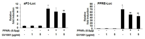 GV1001이 지방세포 분화 마커 promoter에 미치는 영향