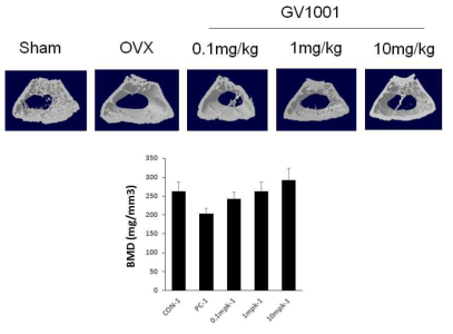 Effect of GV1001 on OVX rat model