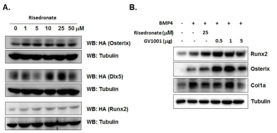 Risendronate와 GV1001이 조골세포 분화 관련 단백질 발현에 미치는 영향