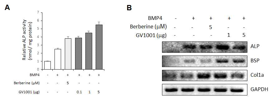 Berberine과 GV1001이 조골세포 분화에 미치는 영향