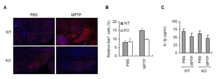 MPTP 주사에 의한 마우스 substantia nigra 부위의 neuroinflammation 확인 (A, B) Iba1 staining. (C) ELISA 를 통한 IL-1β 분석