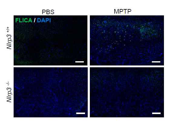 MPTP 주입에 의한 마우스 substantia nigra 에서의 caspase-1 활성 확인
