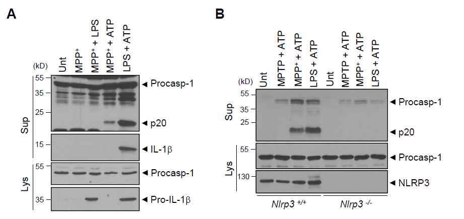 대식세포에서 MPP+/ATP 자극에 의한 NLRP3 의존적 caspase-1 활성