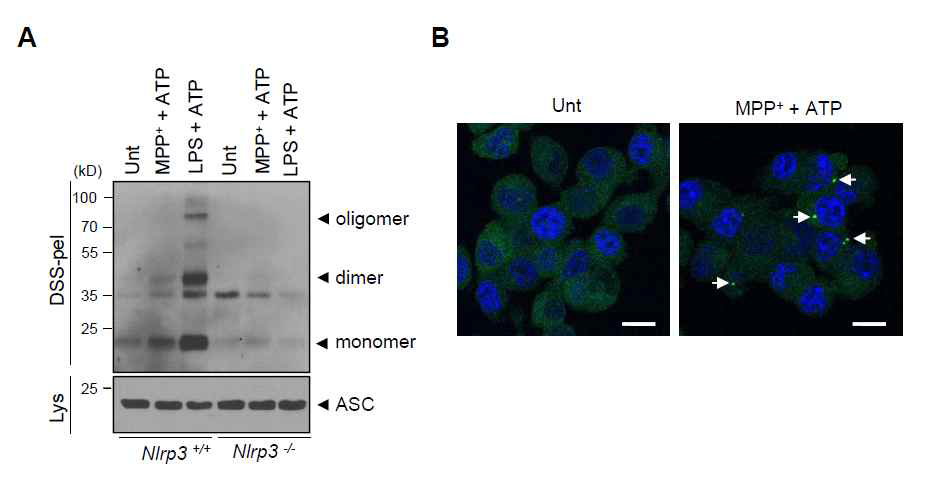 MPTP, MPP+ 의 NLRP3 활성 priming 효과 확인