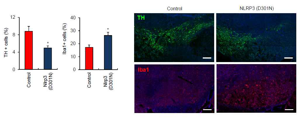 MPTP 주입에 의한 마우스 substantia nigra 에서의 도파민 뉴런 감소와 면역세포 유입 확인
