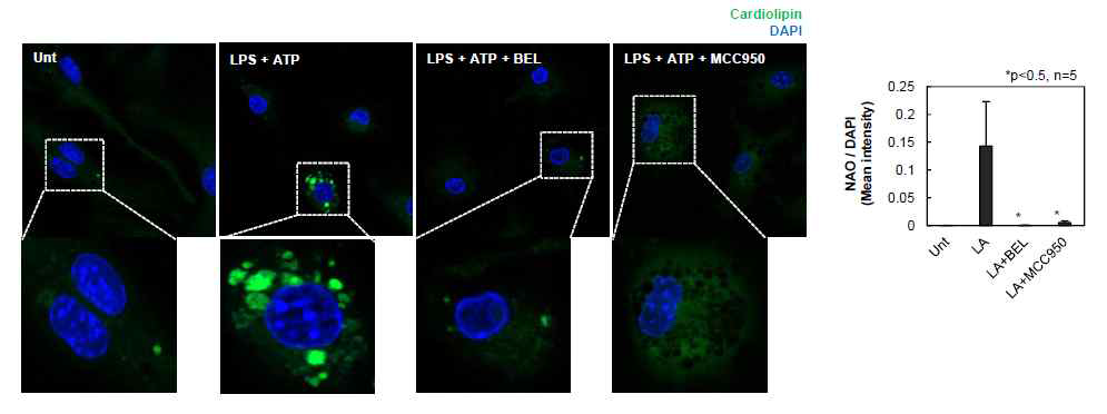 대식세포에서 NAO staining 을 이용한 cardiolipin 의 검출