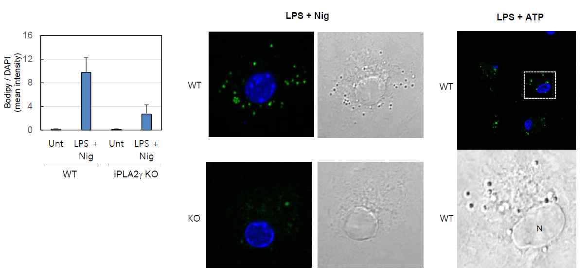 인플라마좀 활성자극에 의한 lipid droplet 생성