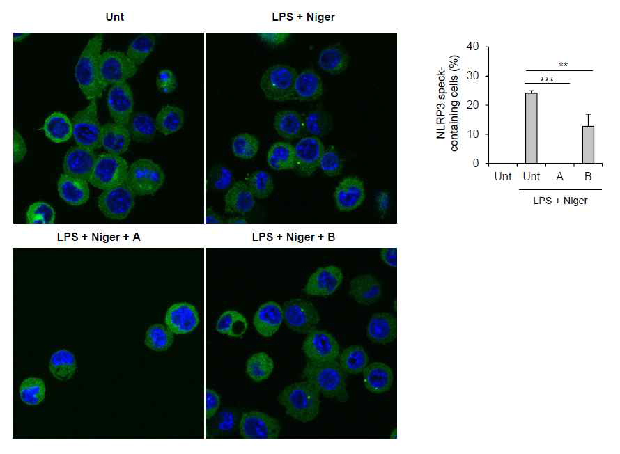 NLRP3 인플라마좀 활성 저해제의 NLRP3 oligomerization 저해효과