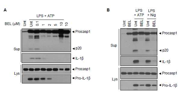 BEL 의 농도의존적 classical NLRP3 inflammasome 활성화 억제