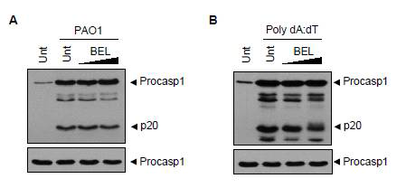 NLRC4, AIM2 inflammasome 에 대한 BEL 의 영향