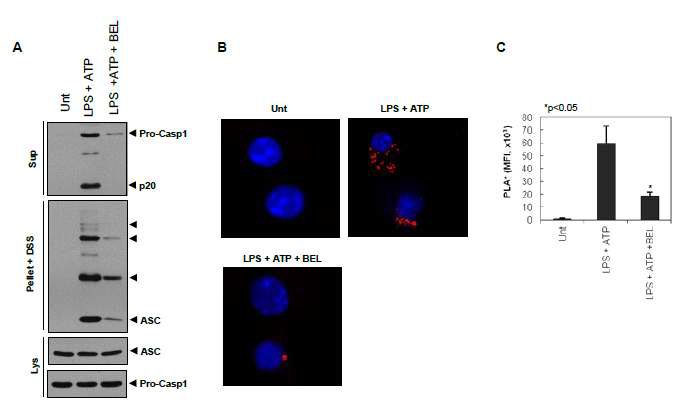 ATP 자극에 의한 ASC oligomerization, NLRP3-ASC interaction 에 대한 BEL의 억제효과