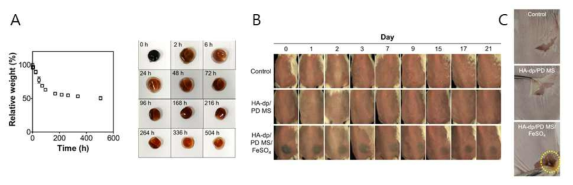 하이드로겔 제형의 분해 양상 평가. (A) 최종 제형의 시험관 내 분해 양상 평가. (B) 마우스에 피하 주사 투여 후 21일 동안 생분해 양상 평가. (C) 21일째 피하 주사 투여 부위 이미지