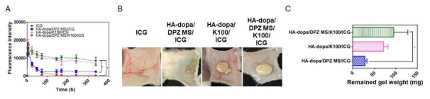 하이드로겔의 생분해능 평가. (A) 근적외선형광염료로 첨가한 indocyanine green(ICG)의 투여 부위에서의 형광 강도 변화 양상, (B) 투여 부위 절제 후 남은 겔 시료 이미지, (C) 투여 부위 절제 후 남은 겔 시료 칭량 결과