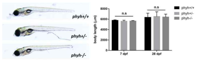 phyh 돌연변이체의 표현형 및 몸통 길이비교
