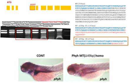 유전자 가위를 이용한 phyh 돌연변이체 개발 및 검증