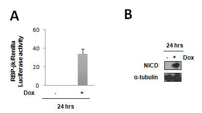 Dox에 의한 RBPJK 활성 측정. B) Dox에 의해 발현되는 NICD의 Western blot.