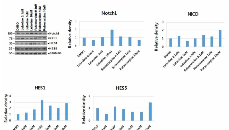 Luteolin과 Rutaecarpine에 의한 Notch 관련 단백질의 발현 측정