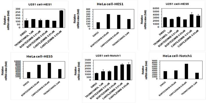 trometamol, carfilzomib, bortezomib에 의한 Notch 관련 유전자의 발현 측정