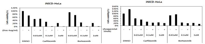 Notch 활성 조절에 의한 carfilzomib과 borteozomib의 암세포 괴사능 측정