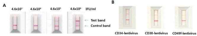 CD49f promoter-RFP, CD34 promoter-GFP, CD38 promoter-RFP lentivirus 3종 제작