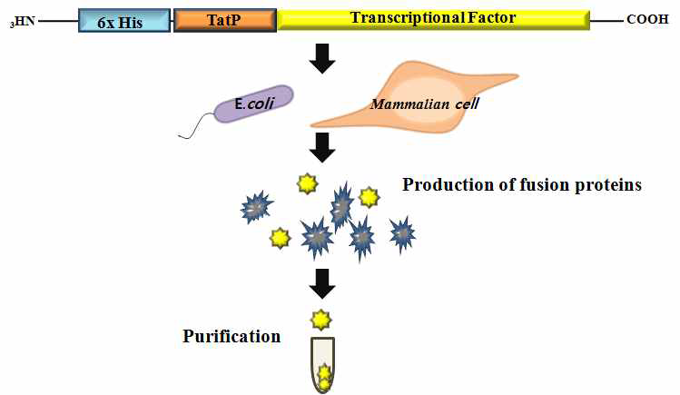 Tat-단백질 제작 전략도