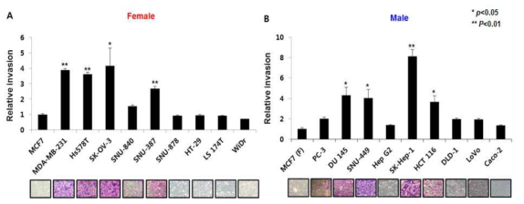 in vitro 세포주 시스템의 침윤성 시험 (A) 여성암 세포주, (B) 남성암 세포주