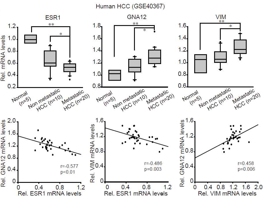환자 시료에서 ESR1, GNA12, VIM의 발현 및 이들간의 상관성 분석 1) 정상 간세포; 2) 전이가 없는 간세포암 환자; 3) 전이성 간세포암