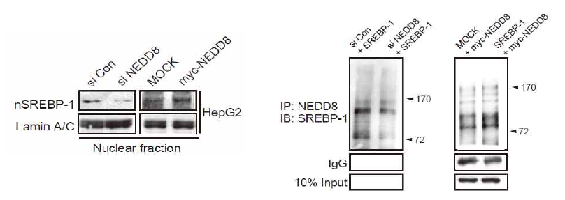 Neddylation을 통한 SREBP-1 단백질의 양적 변화