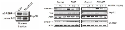 MLN4924 처리에 따른 SREBP-1 및 하위 유전자 발현의 억제