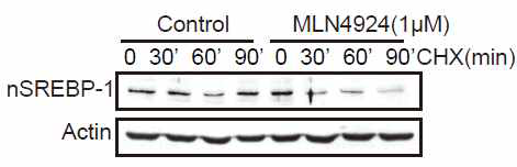 MLN4924 처리에 따른 SREBP-1 단백질 안정화의 감소