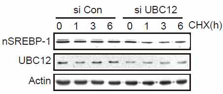 UBC12 knockdown 따른 SREBP-1 단백질 안정화의 감소