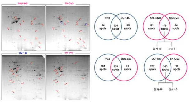 전립선암 세포주와 난소암 세포주의 whole cell lysates에서 프로테옴 비교