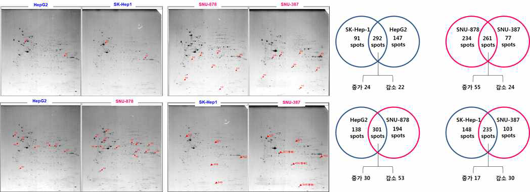 남/여 간암 세포주의 whole cell lysates에서 프로테옴 비교