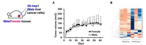 SK-Hep1유래 이식암 모델의 성별에 따른 차이