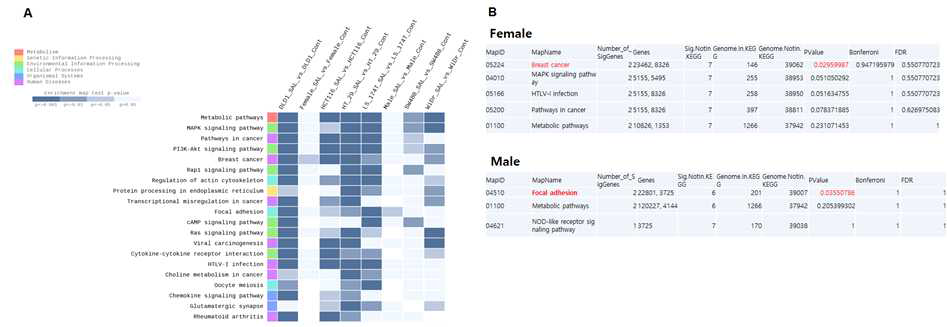 남성·여성 대장암 세포주에서 SAL에 대한 KEGG enrichment sorted heatmap (A)과 해당 Mapname(B)